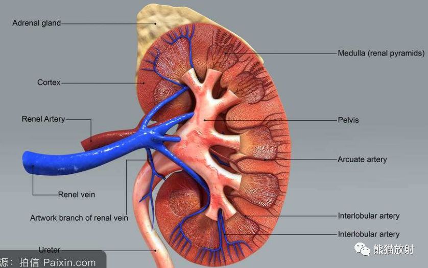 精彩解剖丨腎臟輸尿管膀胱腎上腺前列腺