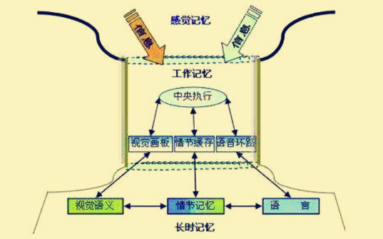 过载等猜想的存在;研究发现人类的记忆有三种类型:感觉记忆,工作记忆