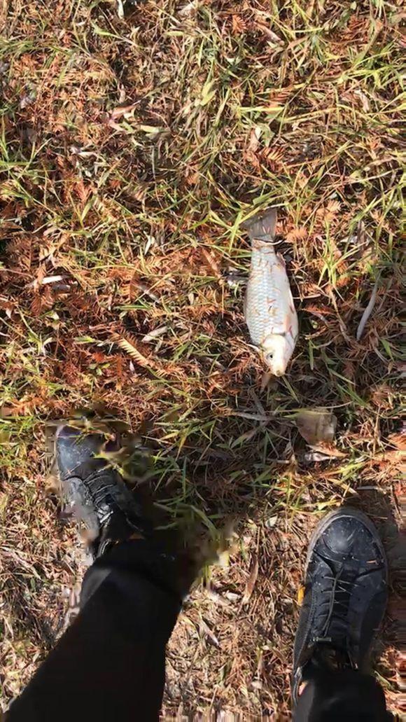 在山溝溝裡找到一個魚窩把水草割個圓洞很好釣魚