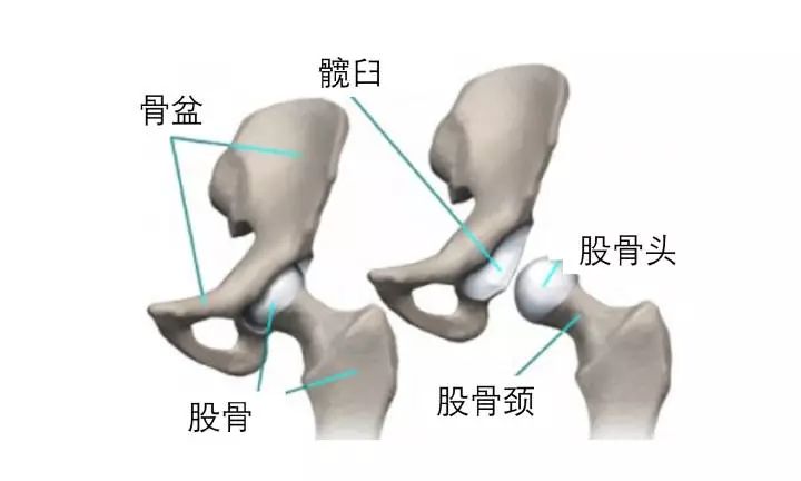 股骨頭是大腿骨頂部的球狀部分.