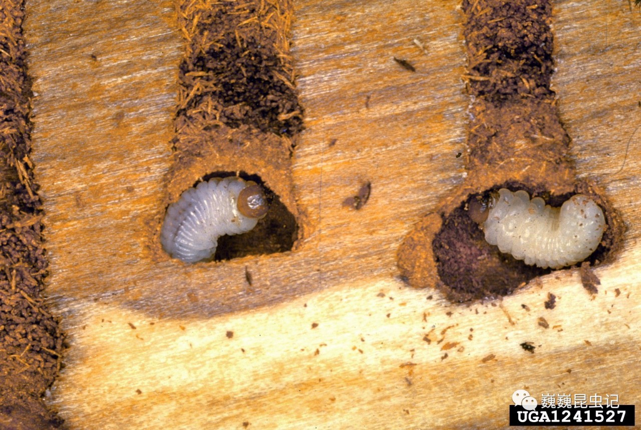 小蠹幼虫(图源:wwwforestpests