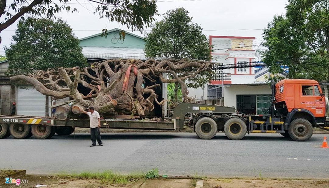 大量收购树根老板图片