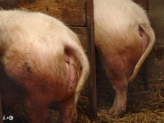 母猪产前征兆图片