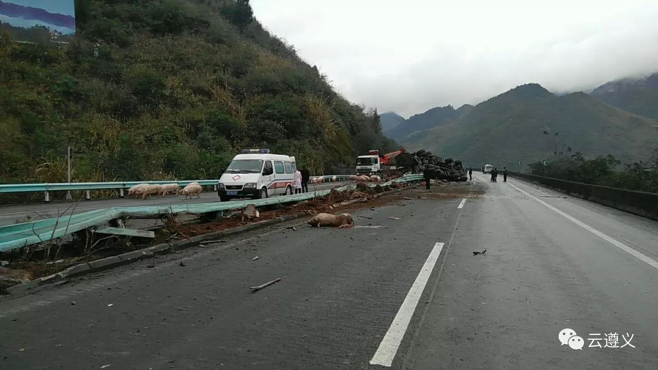 兰海高速遵义路段发生交通事故"货物"在高速路乱窜,民警正在追赶