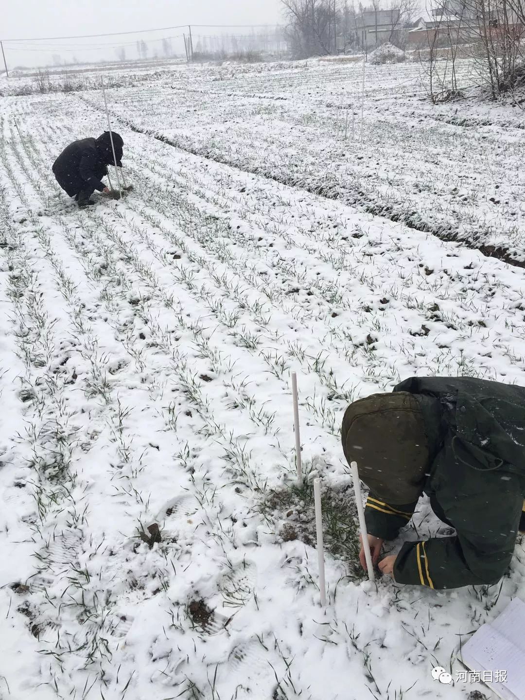 明天还有雪!鄢陵人一定要挺住