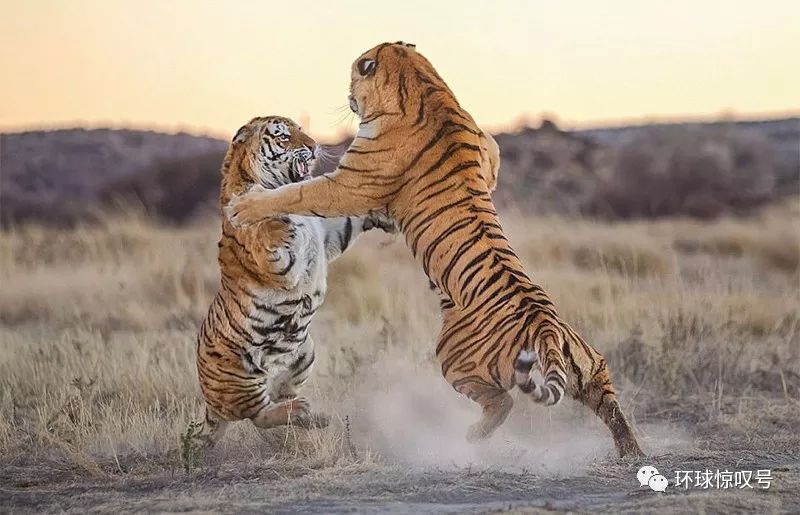 草地上一大一小两只老虎均前爪腾空向对方猛扑.