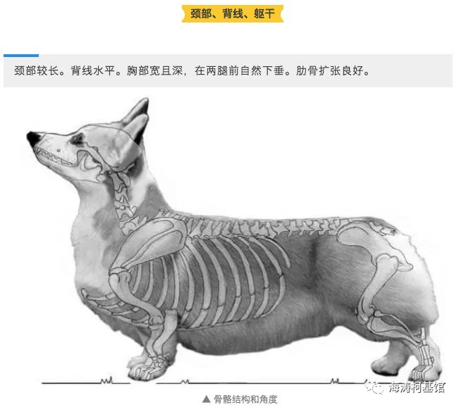 柯基犬骨骼结构图图片