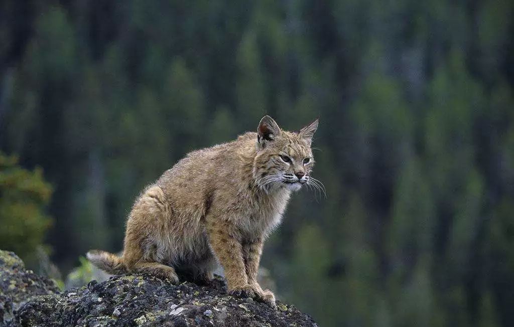 野猫蒙古亚种图片