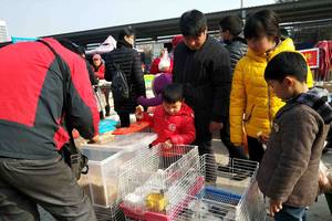 2018年1月1日,在農村大集上,一群大人帶著孩子在挑選小兔子.