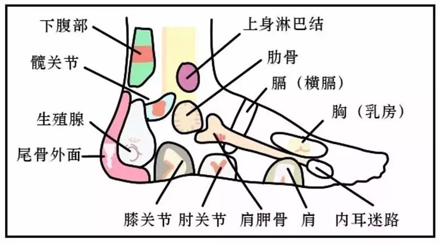 淋巴反射区准确位置图图片