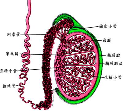 阴囊里面还有一小段精索