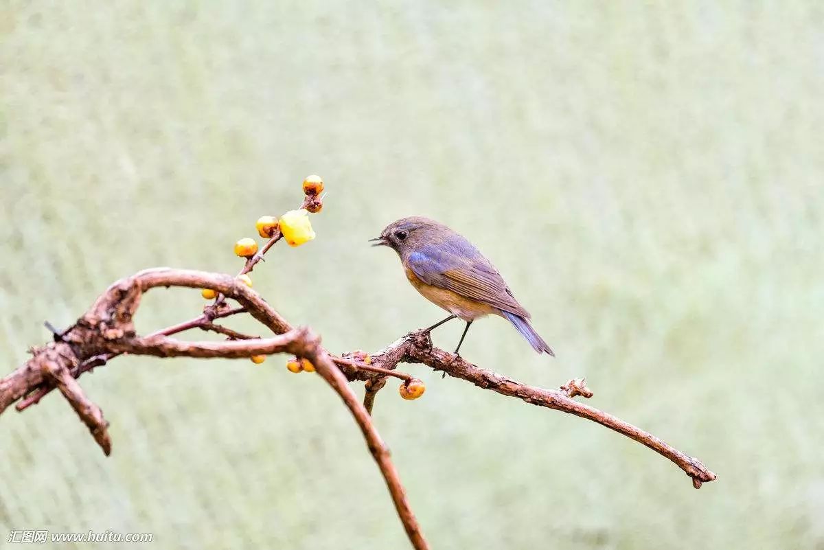 小寒料峭 一番春意换年芳丨节气