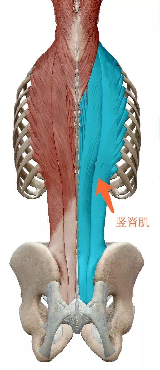 多裂肌和竖脊肌位置图图片