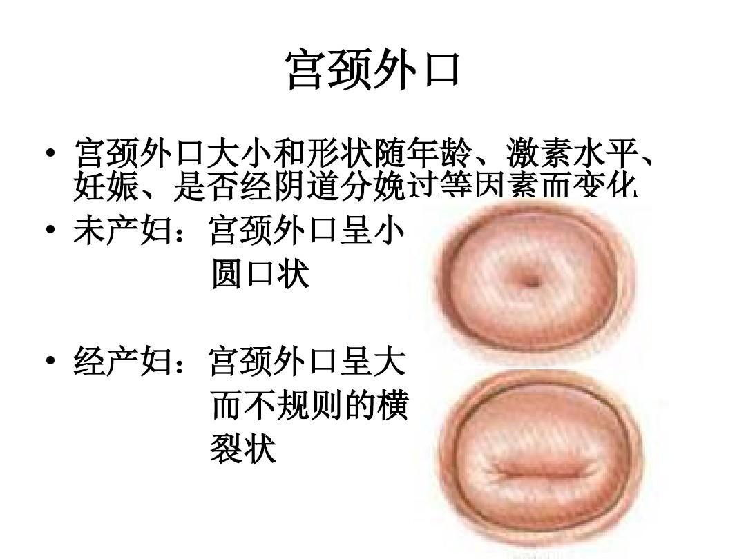 女人下面的样子图片