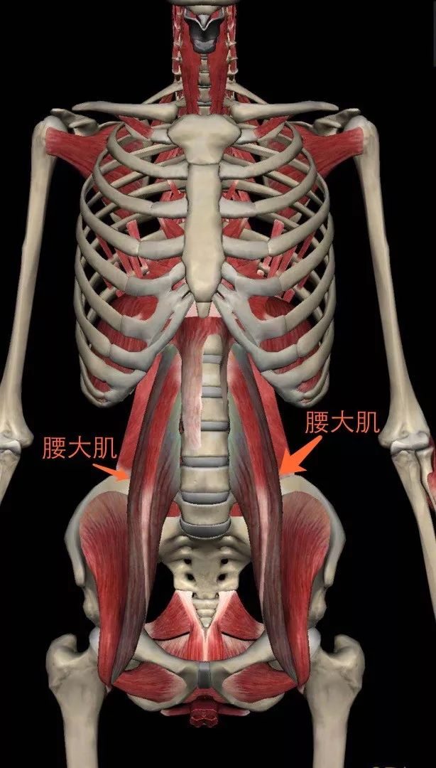 不好意思你們理解的腰肌勞損可能都是錯誤的