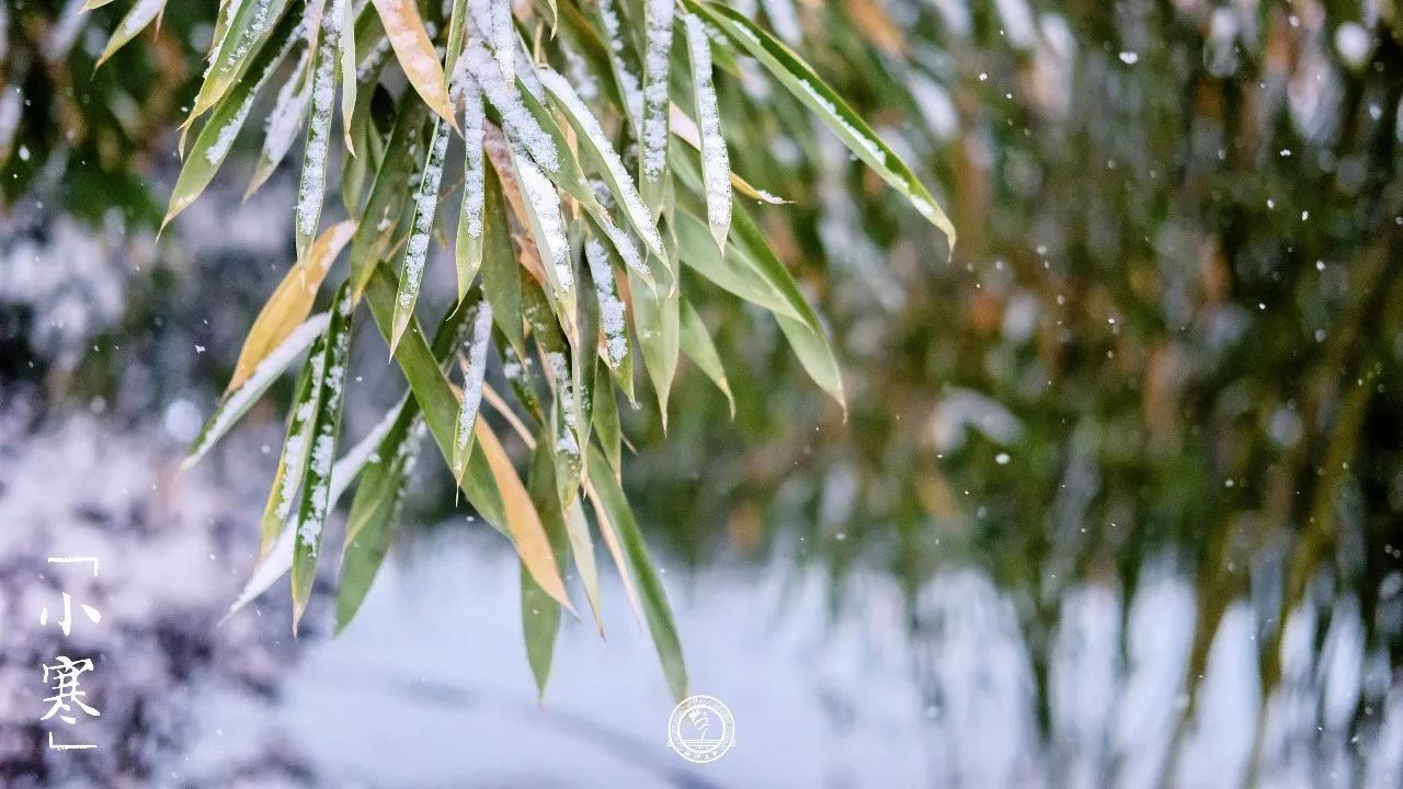 四時物候話三中小寒雪霽天晴朗臘梅處處香