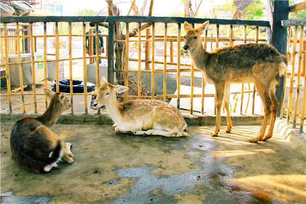 江門有了自己的動物園就在長廊生態園與動物交朋友不用去廣州了