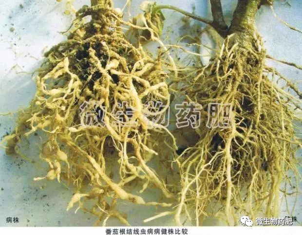 番茄根結線蟲防治對比圖重慶大學王中康教授研發的微菌核技術,能夠