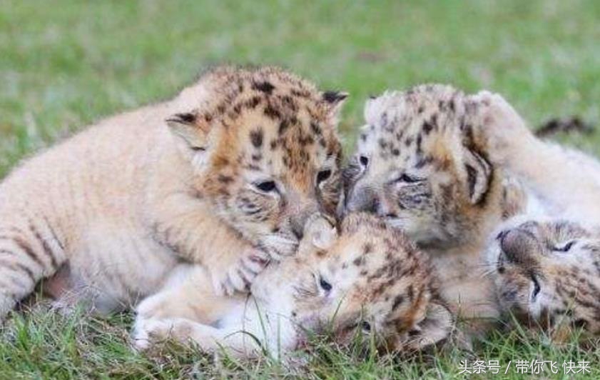 超珍稀白狮子和白老虎生下的狮虎兽宝宝