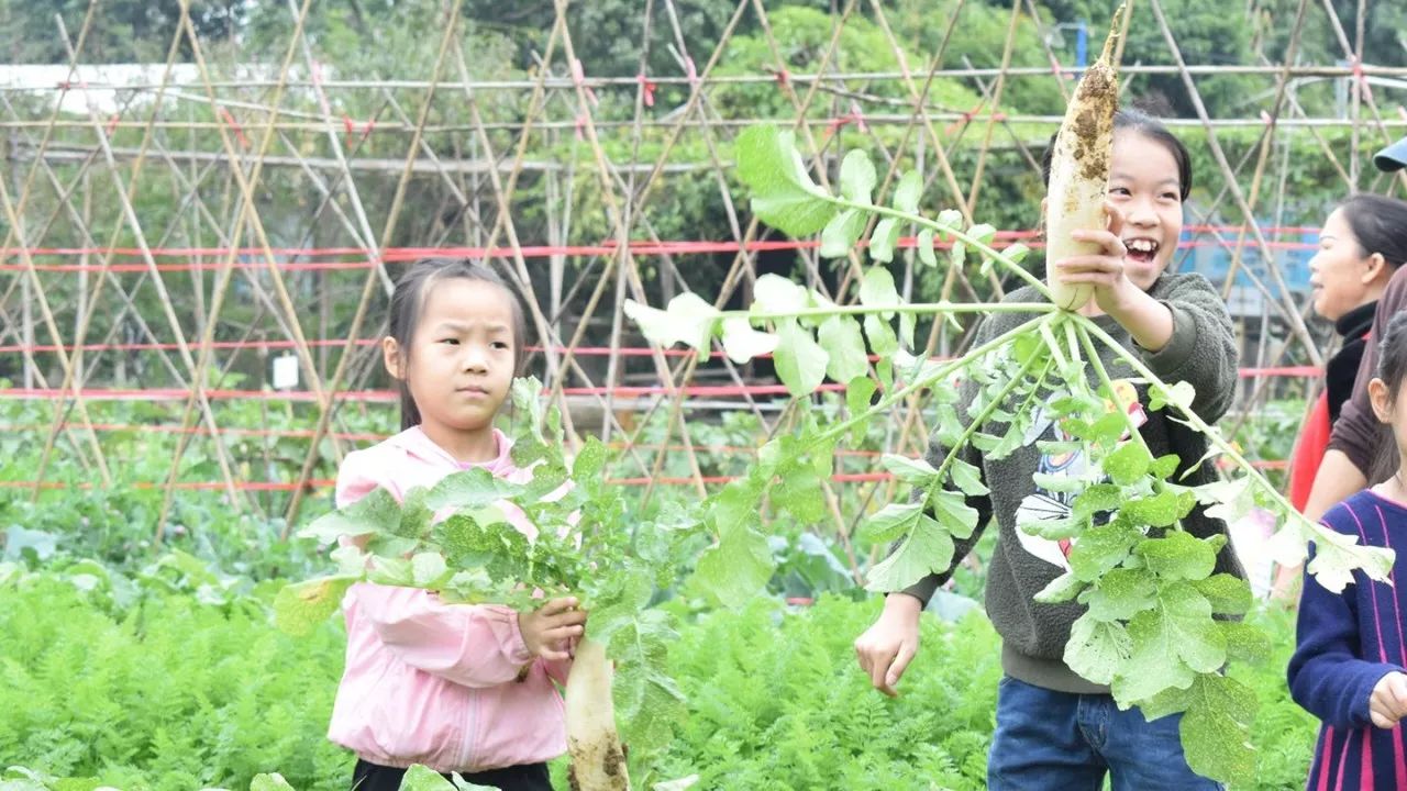 报名 挖番薯,拔萝卜,亲子玩转地下寻宝记!