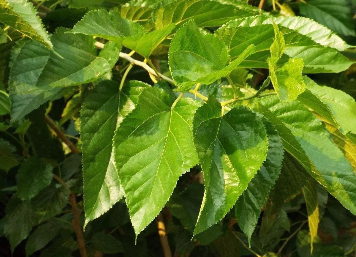 边缘有粗锯齿,叶面光滑有光泽,雌雄异株,5月开花,6-7月果实成熟,桑树