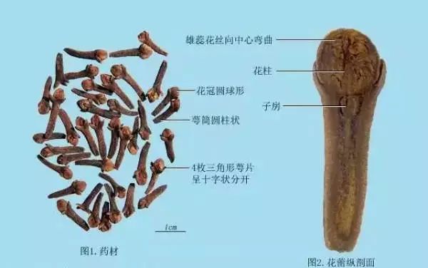 公母丁香的区别图片图片