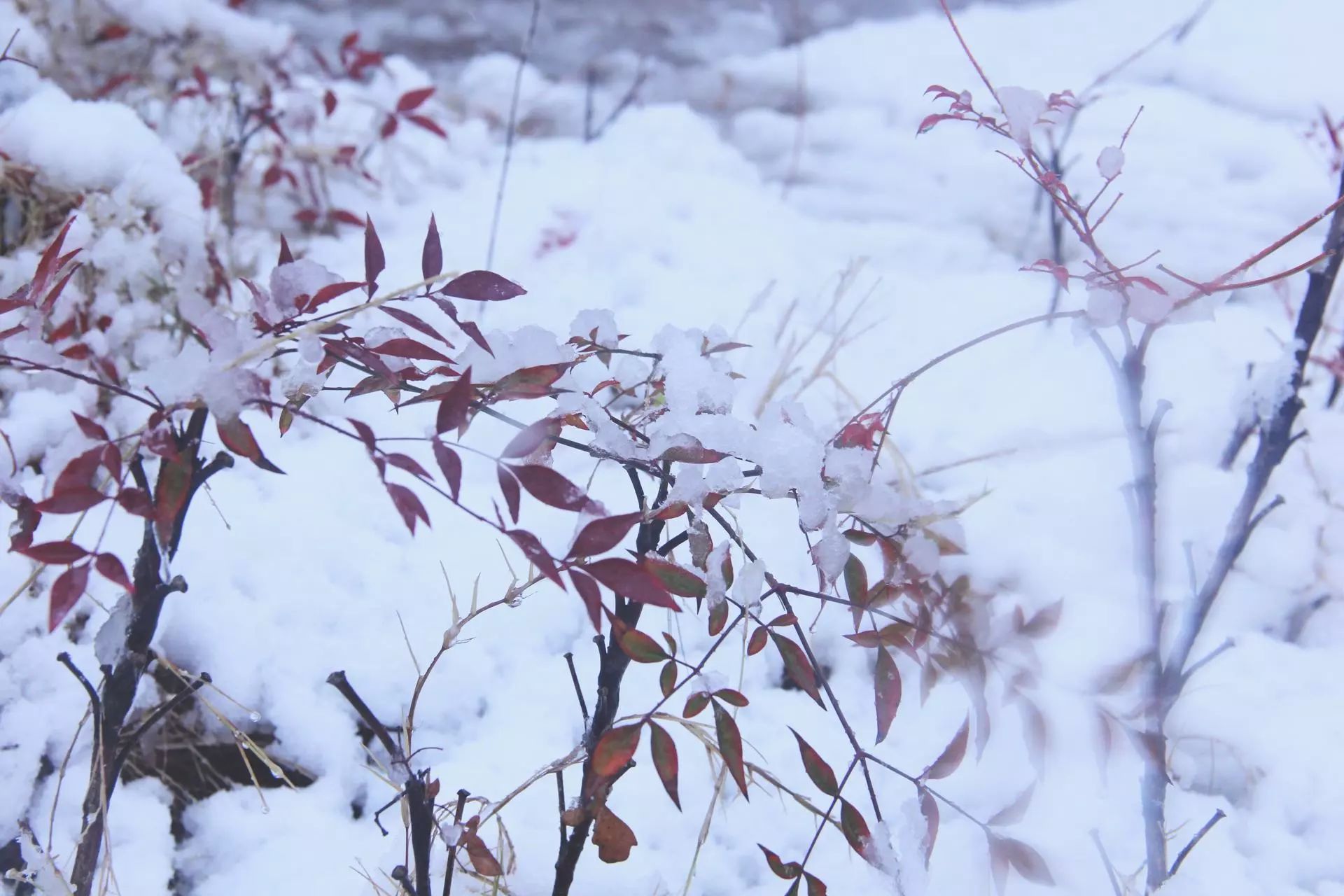 片片落雪色,景色和你,我想你是第三種顏色——絕色初雪來了,你也來了!