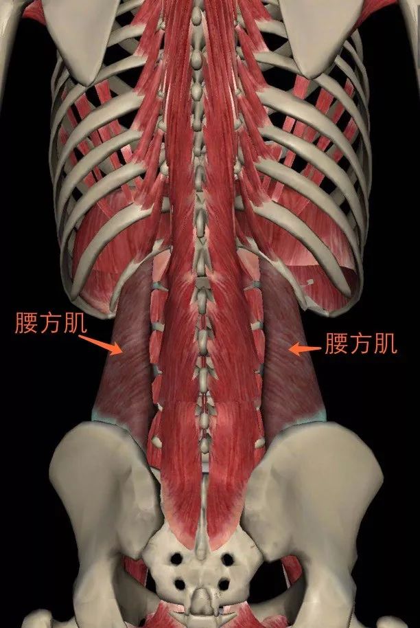 腰肌劳损症状位置图图片
