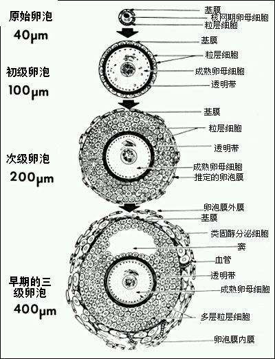 卵泡结构图图片