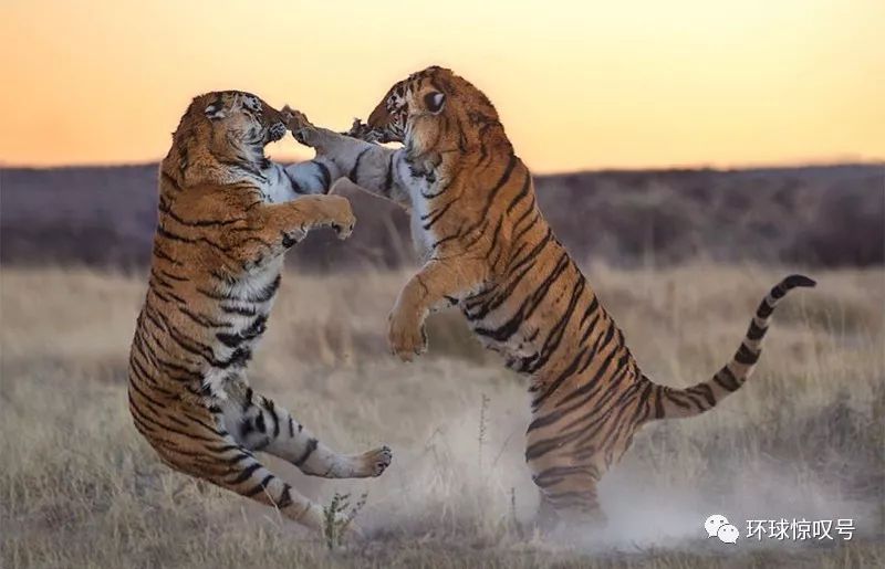 草地上一大一小两只老虎均前爪腾空向对方猛扑.