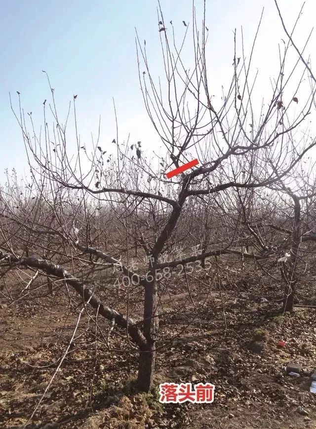 自由纺锤形苹果树进入盛果期后,果树上部主枝高度过高,不利于套袋,摘