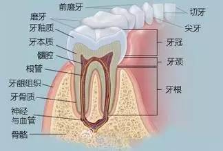 牙龈位置图片图片
