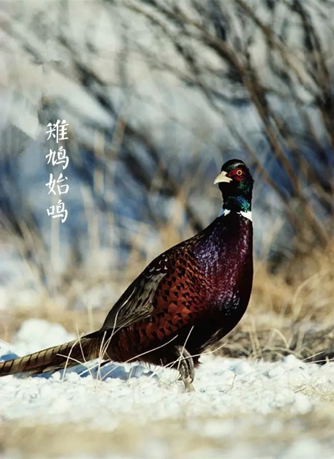 中国野生寒鸡图片图片