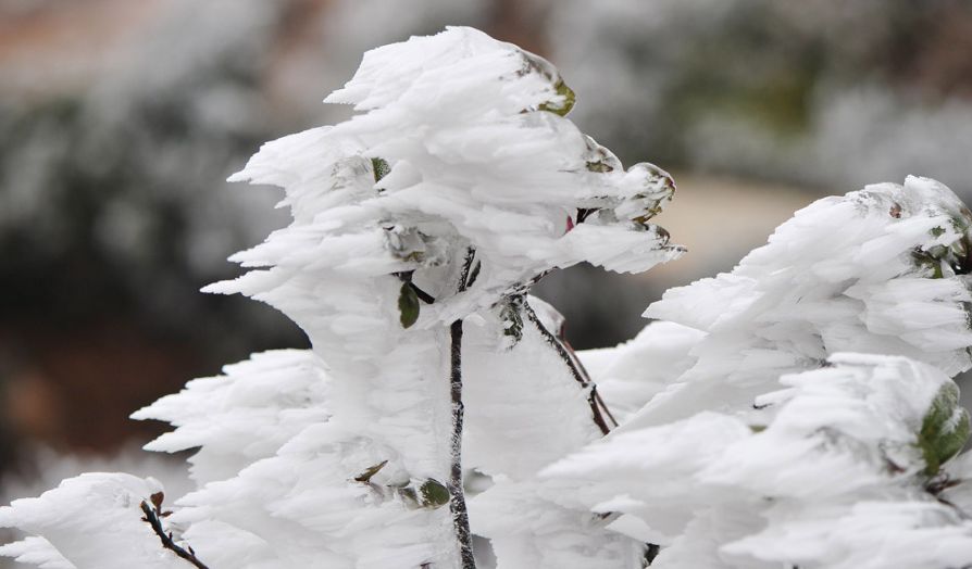 梅岭雪图片