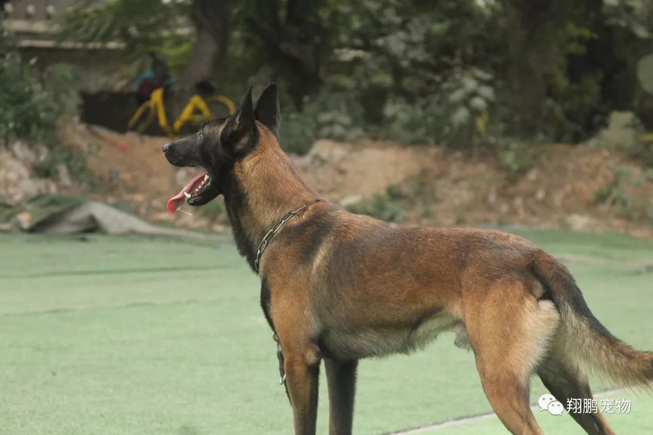 帥爆啦!一隻優秀的馬犬訓練視頻