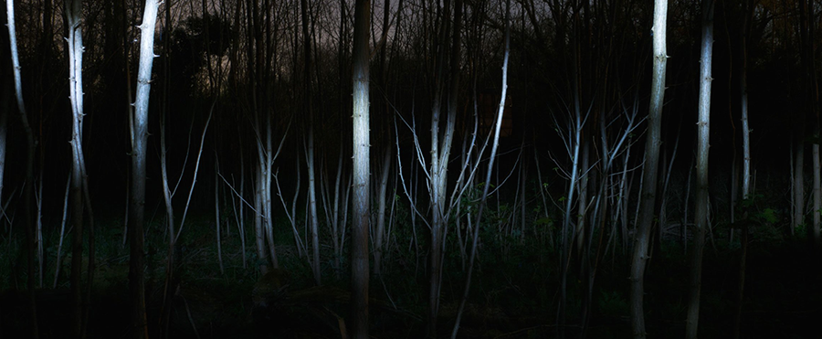 夜晚原始森林图片