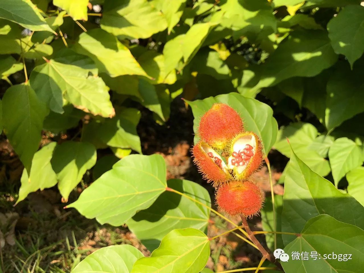 是漂洋過海的洋樹種,現在正是果熟期,抬頭看一看,一條條的臘腸樹果實