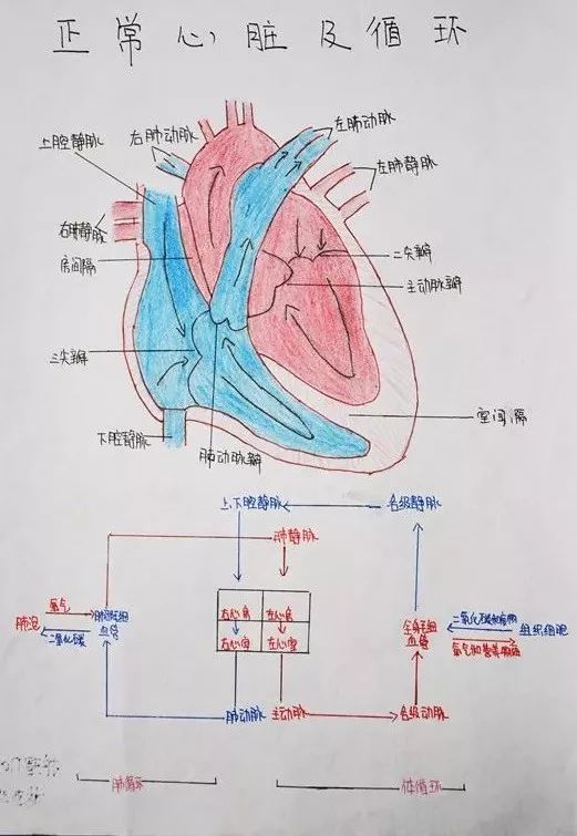 字也是hin好看～小編表示,看了這幅圖已經清楚地瞭解了心臟的結構!