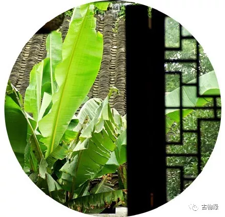 古物缘:从一方"芭蕉"题材铜墨盒,看古代文人心底的爱与哀愁.