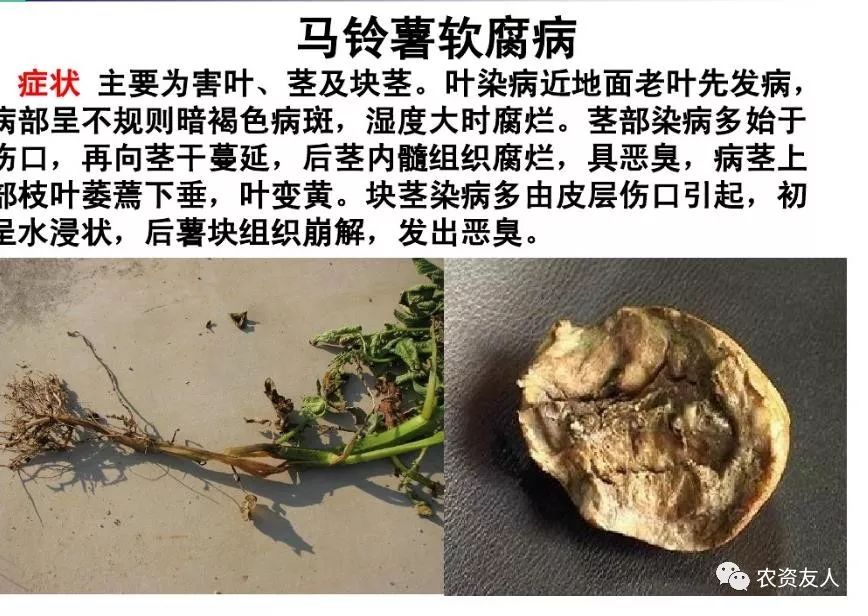 马铃薯十种病害图片