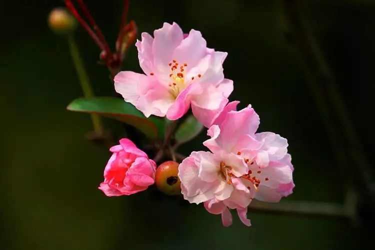 蔷薇科苹果属有很多观赏植物,比如西府海棠,垂丝海棠,湖北海棠,果近