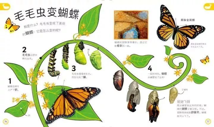 蝴蝶幼虫变成蛹的过程图片