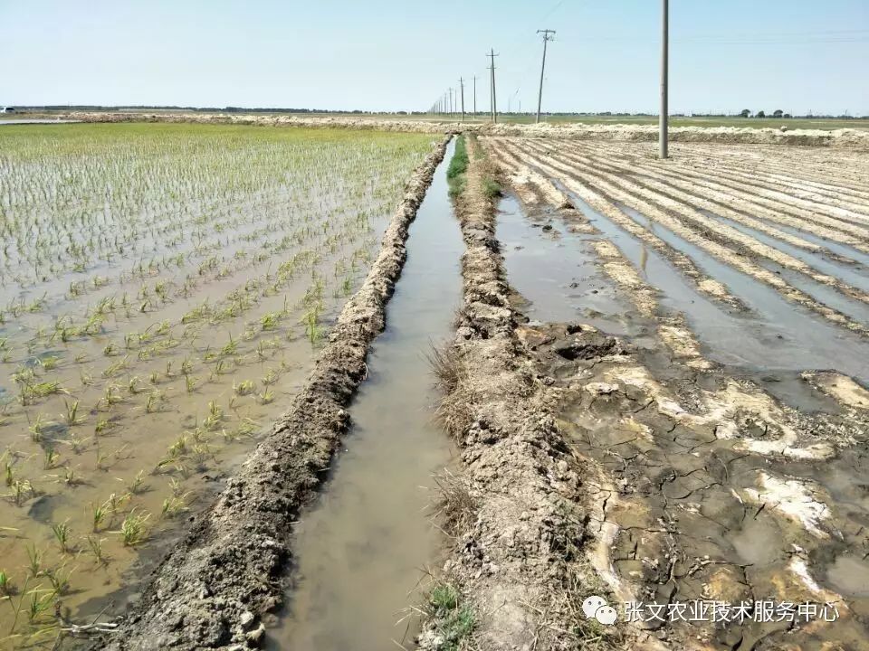 张文水稻系列技术33-碱地种稻要高产,掌握要领最关键