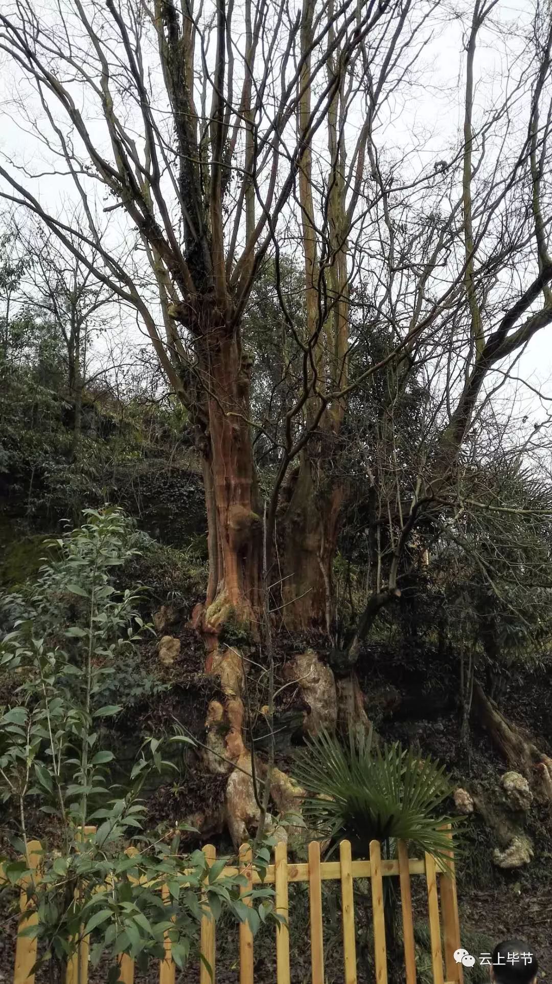 啥?贵州第一大树在毕节