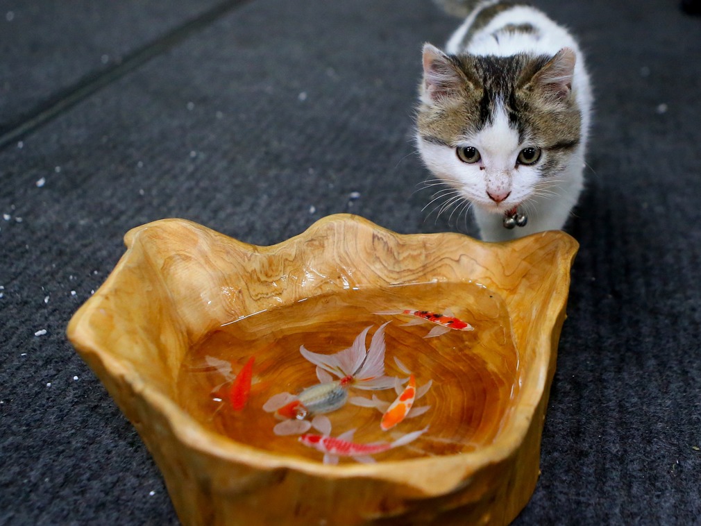 这只猫竟被如此虐待