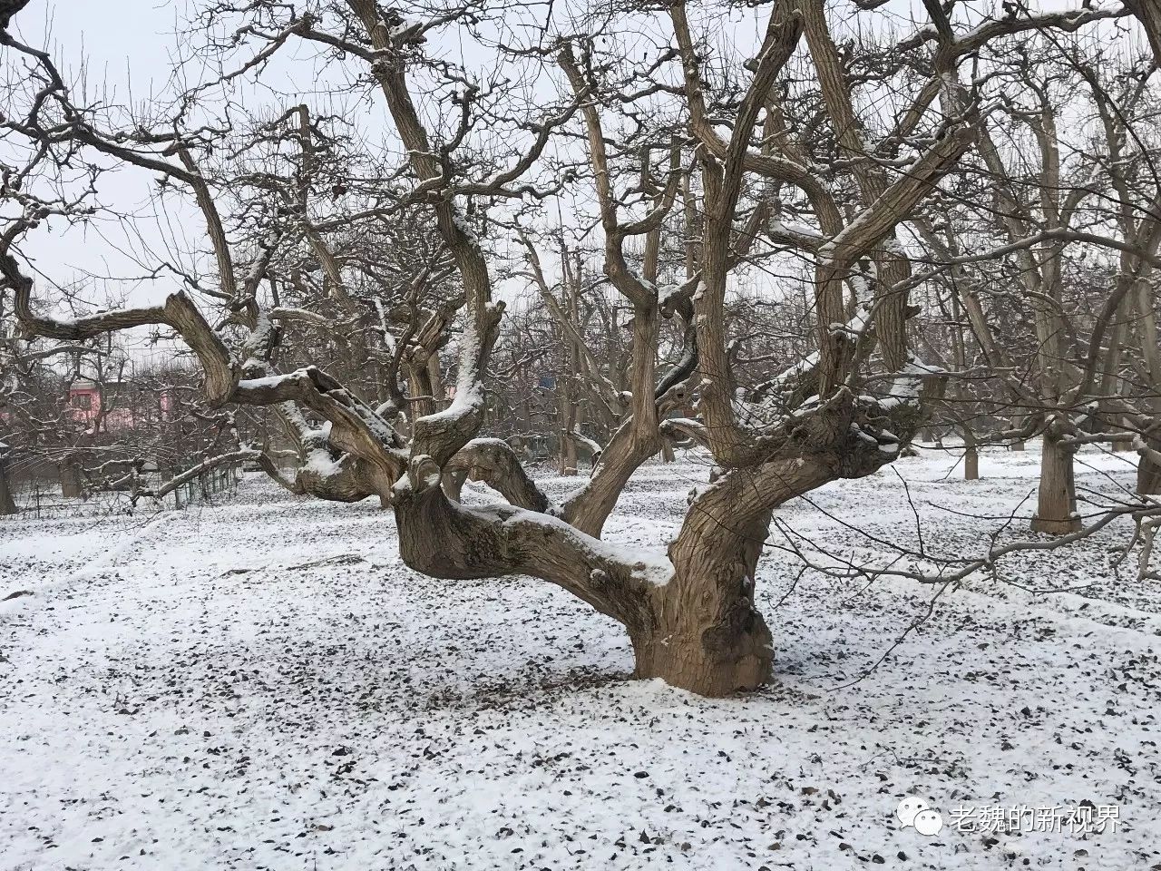 冬天的梨树图片图片