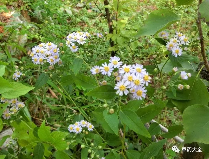 三脈紫菀的功效與作用|草藥大全