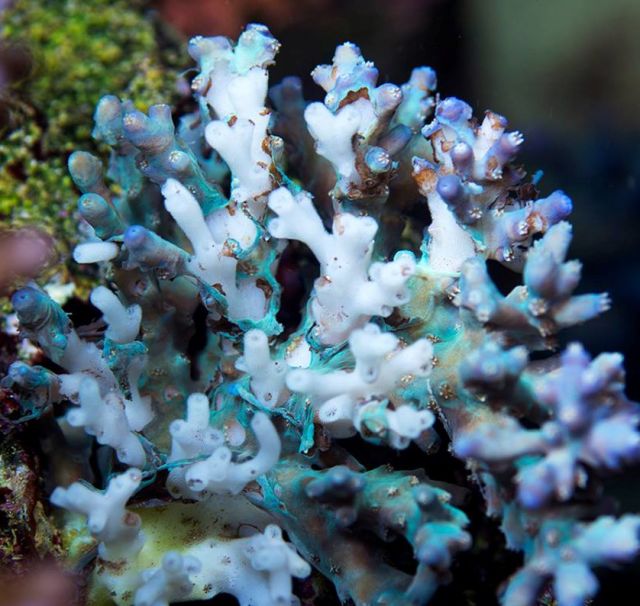 科西嘉珊瑚图片