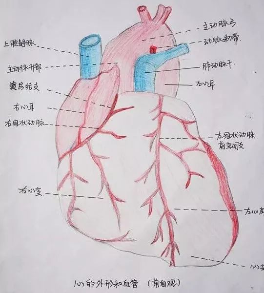 心血管解剖图手绘图片