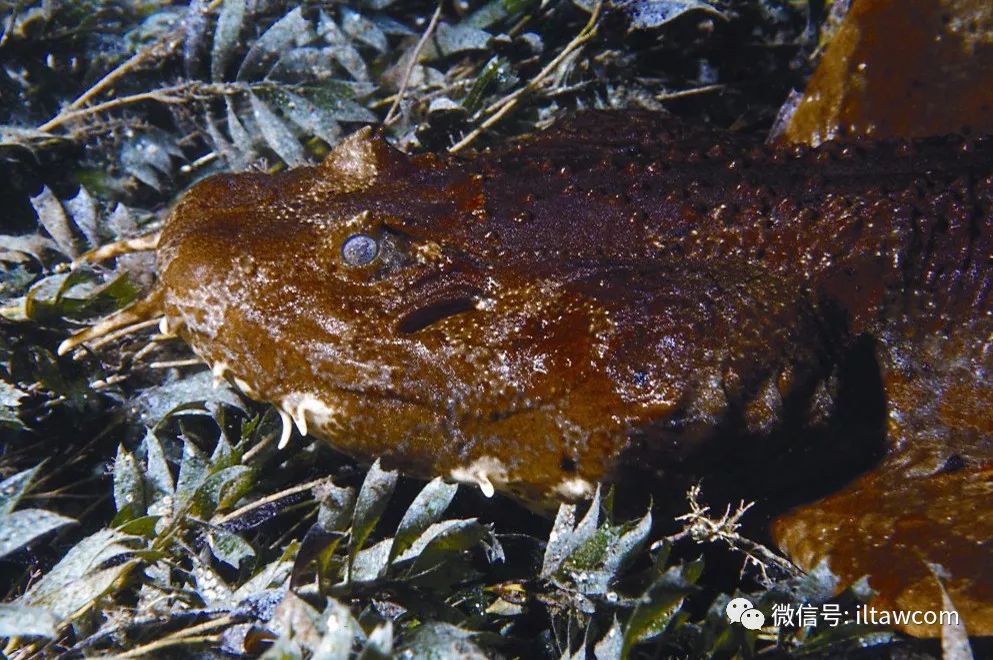 其生物特性尚不明確,只知道它是一種卵胎生鯊魚